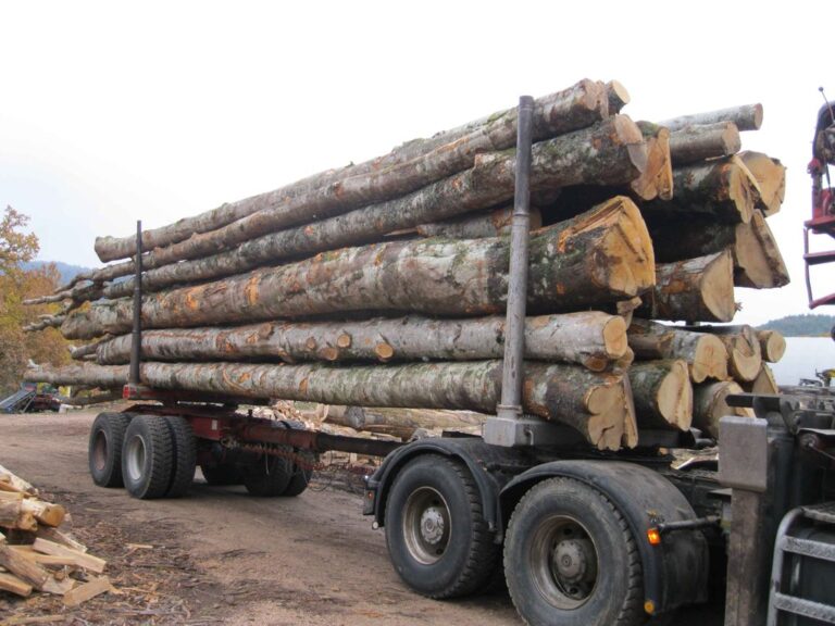 Hêtre en grume – Camion de 50 stères – 1 350€ TTC